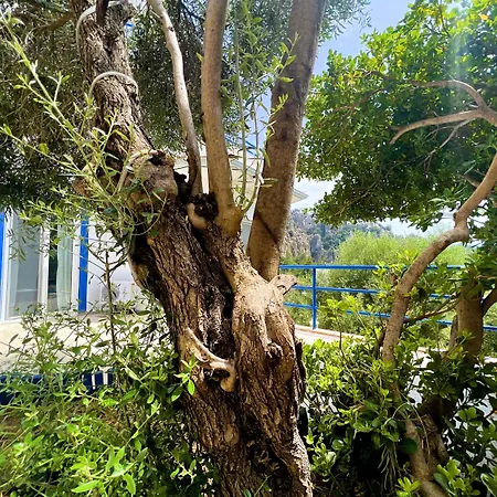 Lavanta Butik Aparthotel Turunç